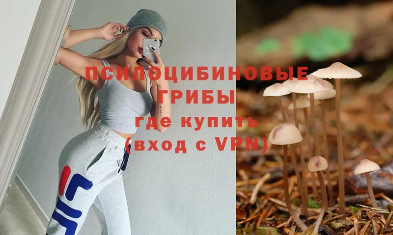 купить наркотик  Полысаево  Галлюциногенные грибы Psilocybe 