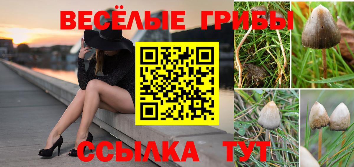 Псилоцибиновые грибы Psilocybe  Вход с VPN  Полысаево  Псилоцибиновые грибы Psilocybe 